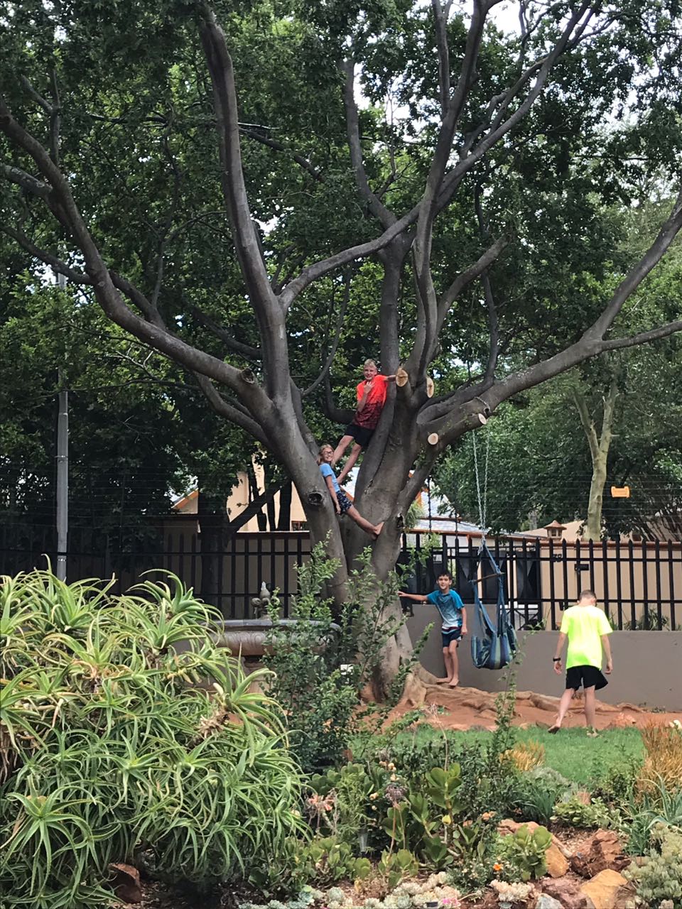 t is amazing how kids just want to climb this tree!
