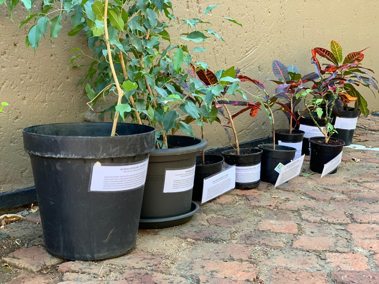 All our pot plants have names; please greet them on your next appointment.